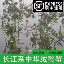 正宗大闸蟹苗鲜活体淡水扣蟹苗养殖稻田小河蟹小螃蟹苗毛蟹苗包邮
