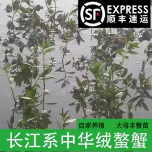 正宗大闸蟹苗鲜活体淡水扣蟹苗养殖稻田小河蟹小螃蟹苗毛蟹苗 包邮