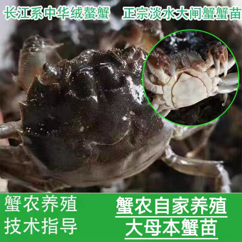 活蟹全母正宗大闸蟹苗体淡水扣蟹苗养殖稻田小河蟹小螃蟹苗包邮,水产肉类/新鲜蔬果/熟食,大闸蟹,淘宝优惠券,粉丝福利购,淘宝优惠卷