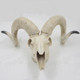 仿真羚羊头骨 工艺品羚羊头室内装 饰品骷髅羊头 美术教具 包邮