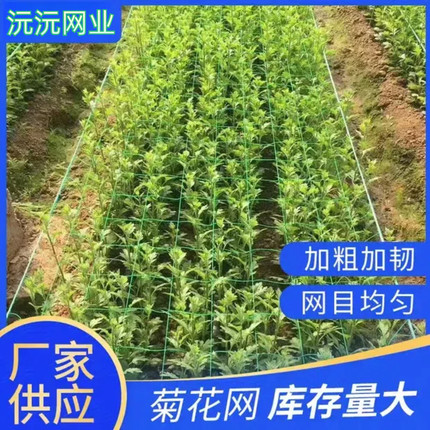 防倒伏鲜切花菊花定植种植网方格网康乃馨蒜黄石斛黄精定型防倒网