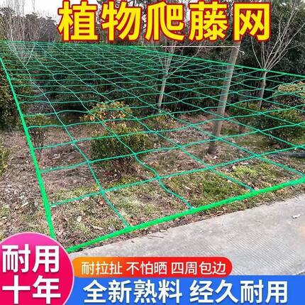 植物爬藤网攀援网园艺搭架网瓜果丝瓜苦瓜月季藤蔓花卉攀爬种植网
