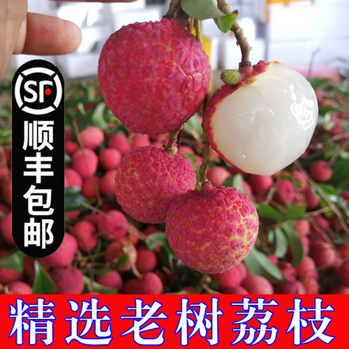 超甜老树新鲜荔枝禾荔