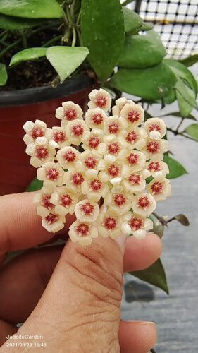 墨叶瓦林球兰春秋菁萃园艺hoya
