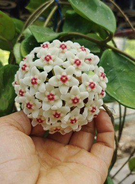 台湾绿叶白/雪球球兰(Hoya carnosa cv. snowball) 开花大且早