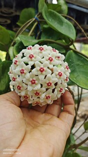 台湾绿叶白/雪球球兰(Hoya carnosa cv. snowball) 开花大且早