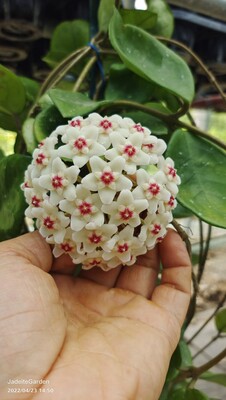 球兰花苗春秋阳台客厅