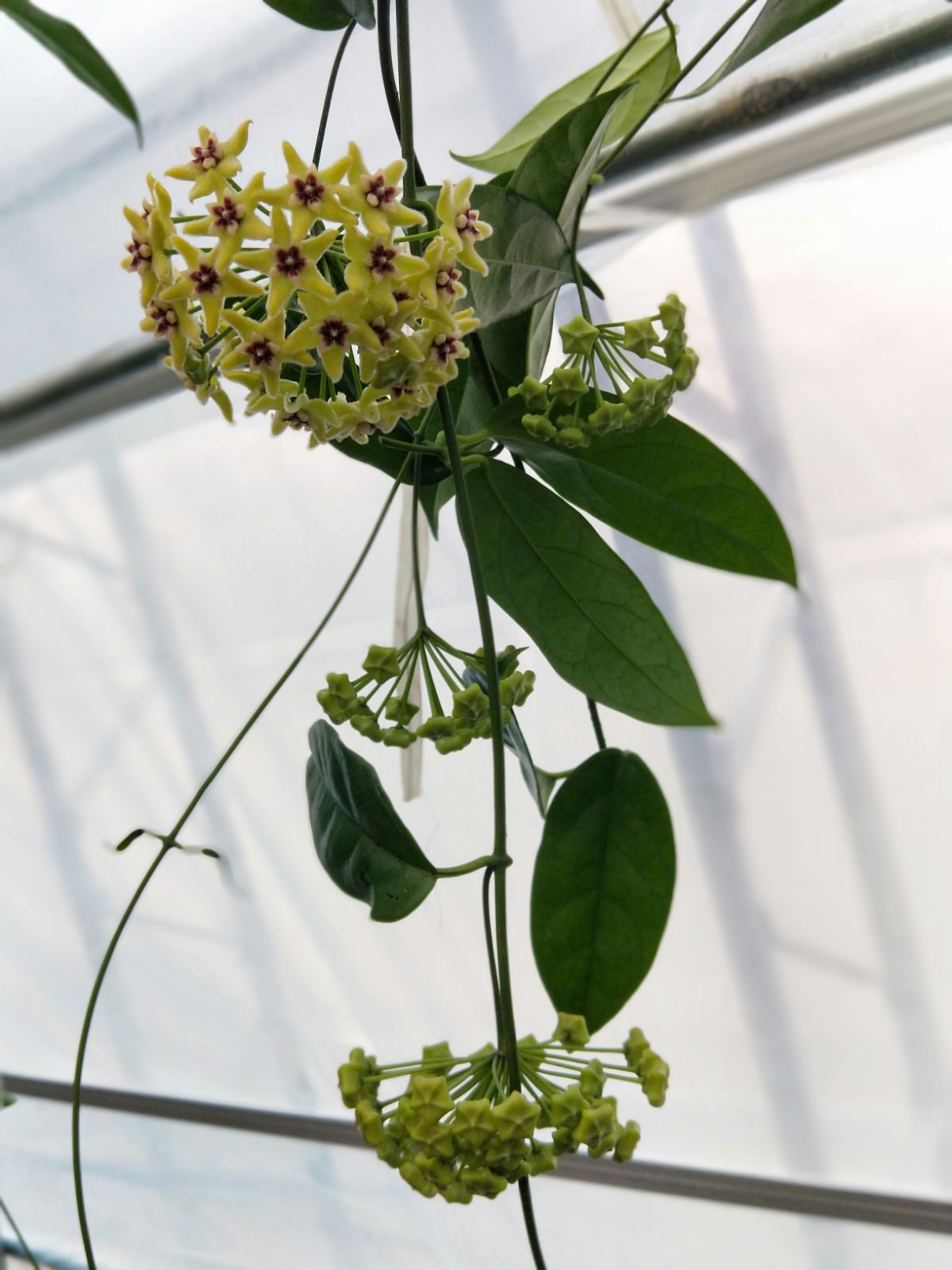 海尔孔球兰小苗大花球品种(hoya halconensis)(薄叶不耐运输)