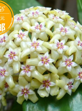 大硬叶球兰(耐寒等级3颗星)Hoya rigida