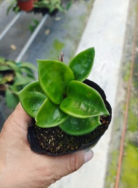 切尔西球兰Hoya carnosa ssp. 