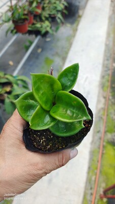 切尔西球兰Hoya carnosa ssp. 