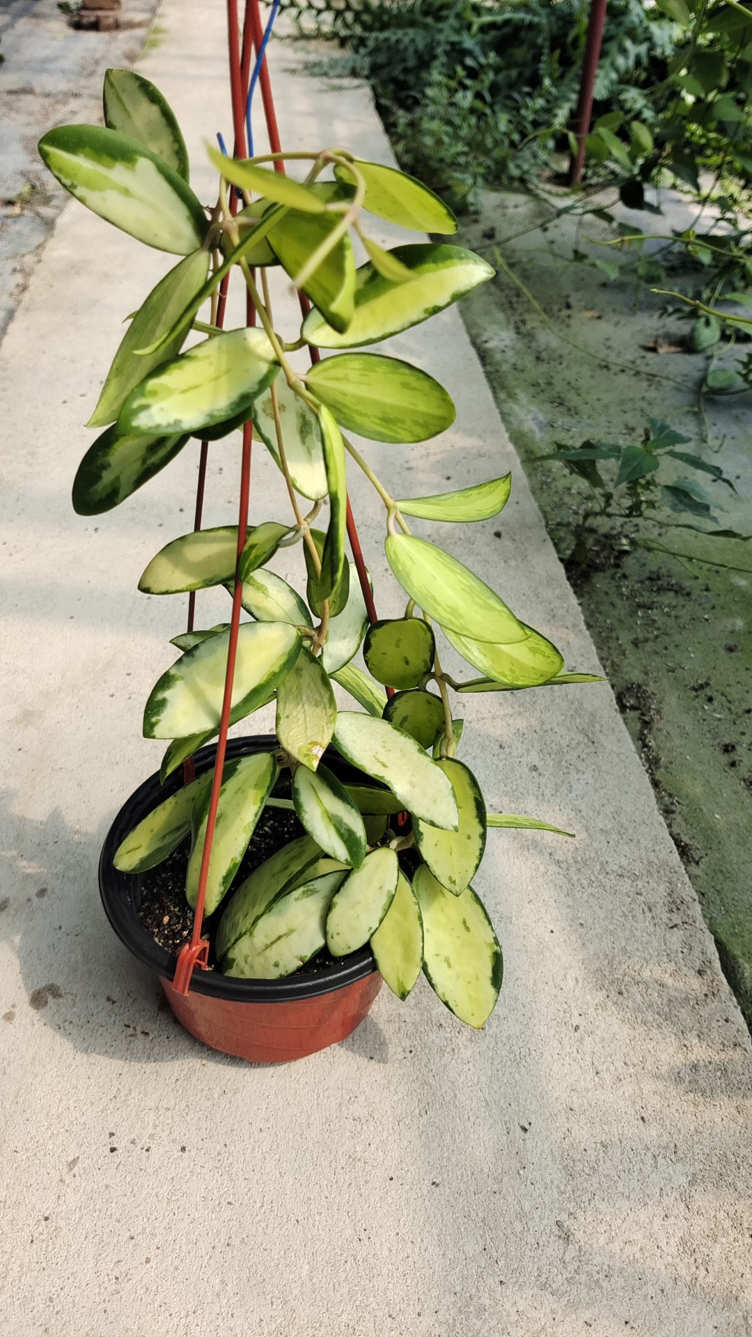 寄生内锦球兰小苗（Hoya parasitica variegata）