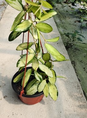 寄生内锦球兰小苗（Hoya parasitica variegata）