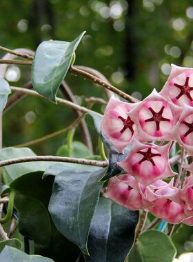 粉铃铛球兰大花型（Hoya archboldiana ssp. pink）