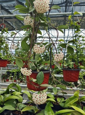 “073银”球兰（Hoya china wilbur）