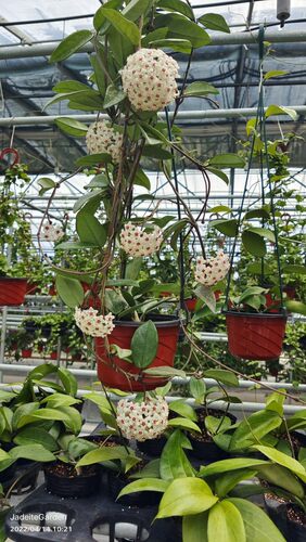 “073银”球兰（Hoya china wilbur）