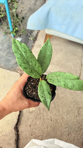 银粉鬼
