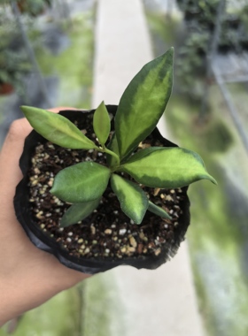 潵球兰内锦（Hoya tsangii variegata）