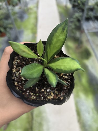 潵球兰内锦（Hoya tsangii variegata）