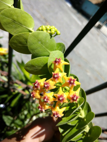 孜然球兰 耐阴室内垂吊攀爬植物