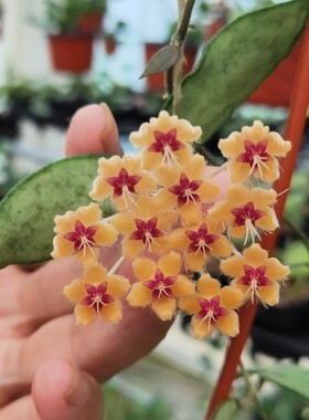 黄金鞭花（Hoya flagellata ssp. gold）