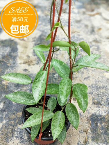 雪霁球兰hoya rime splash （jad019)