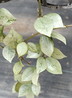 裂瓣爱斯基摩球兰，Hoya khoniana super eskimo