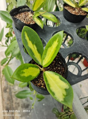 羊脂玉内锦hoya verticillata var.