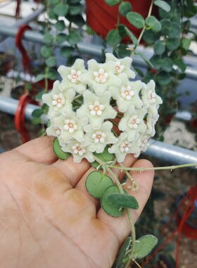 匍匐球兰  Hoya serpens
