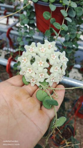 匍匐球兰  Hoya serpens