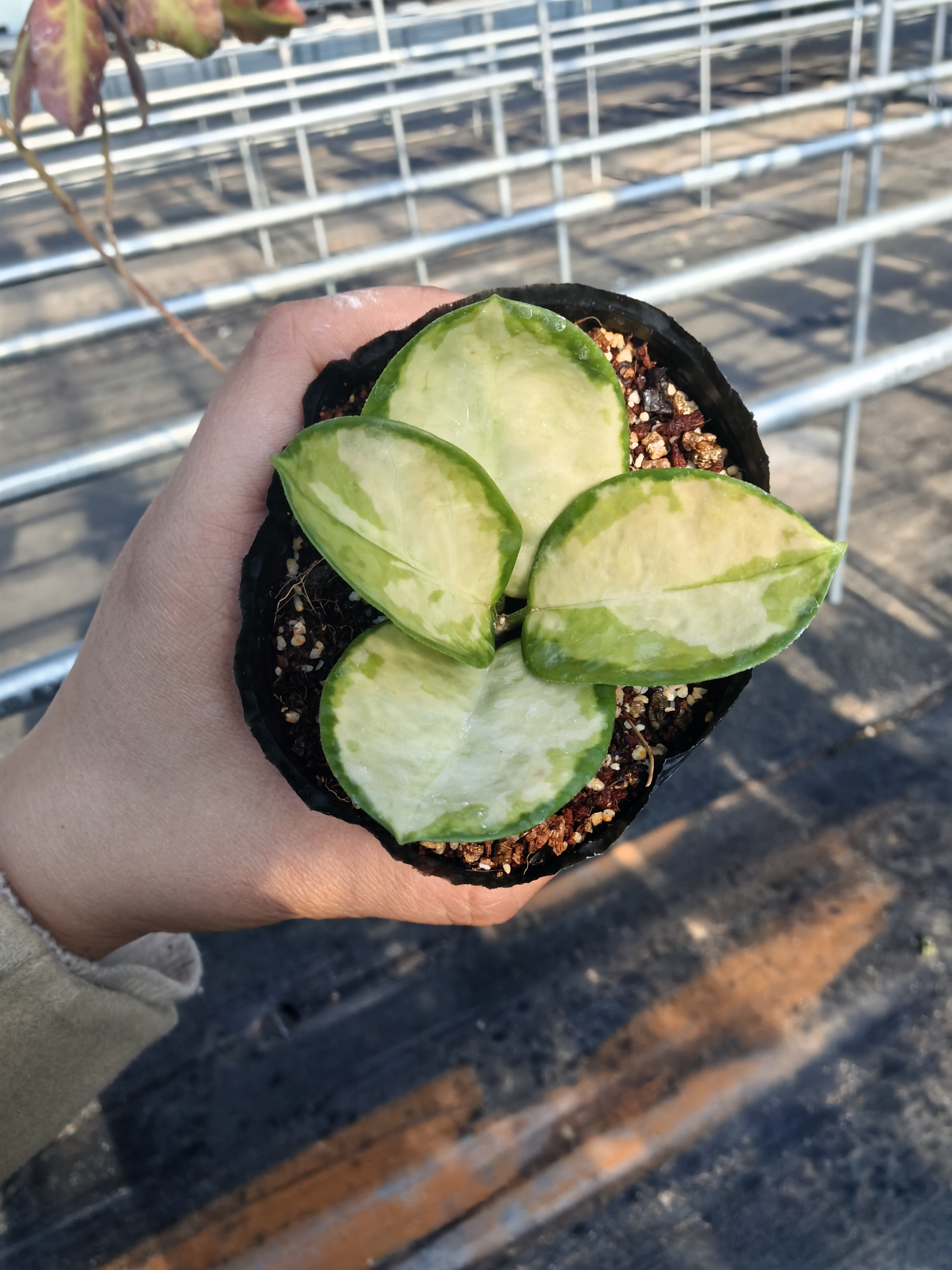 丽萨球兰（HOYA Lisa）