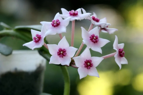 石生球兰hoya lithophytica