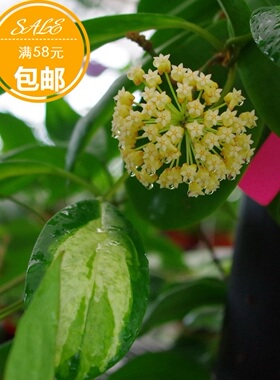 厚冠内锦球兰小苗，厚冠月影Hoya incrassata variegata 