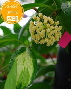 厚冠内锦球兰小苗，厚冠月影Hoya incrassata variegata 