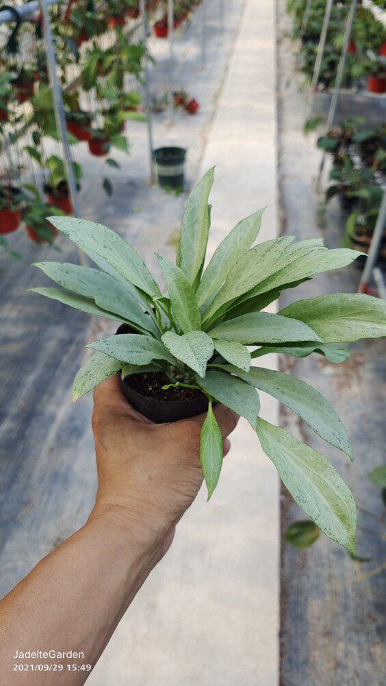 新几内亚鬼球兰 hoya nicholsoniae  new guinea ghost 小苗