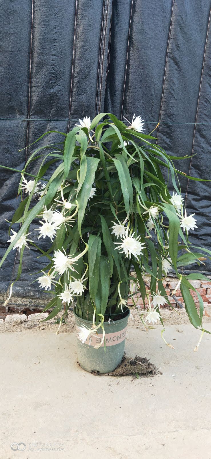 印尼小叶昙花 epiphyllum pumilum britton包对版到永远 运输易损