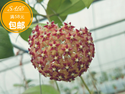 棉德岛红花黄花粉花紫花黑花球兰