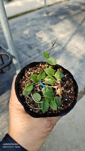 腾冲球兰.光面原种匍匐（Hoya sp. tengchong