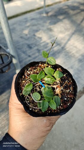 腾冲球兰光面原种匍匐hoya