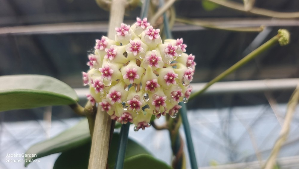 jadeitegarden自主选育菁球兰