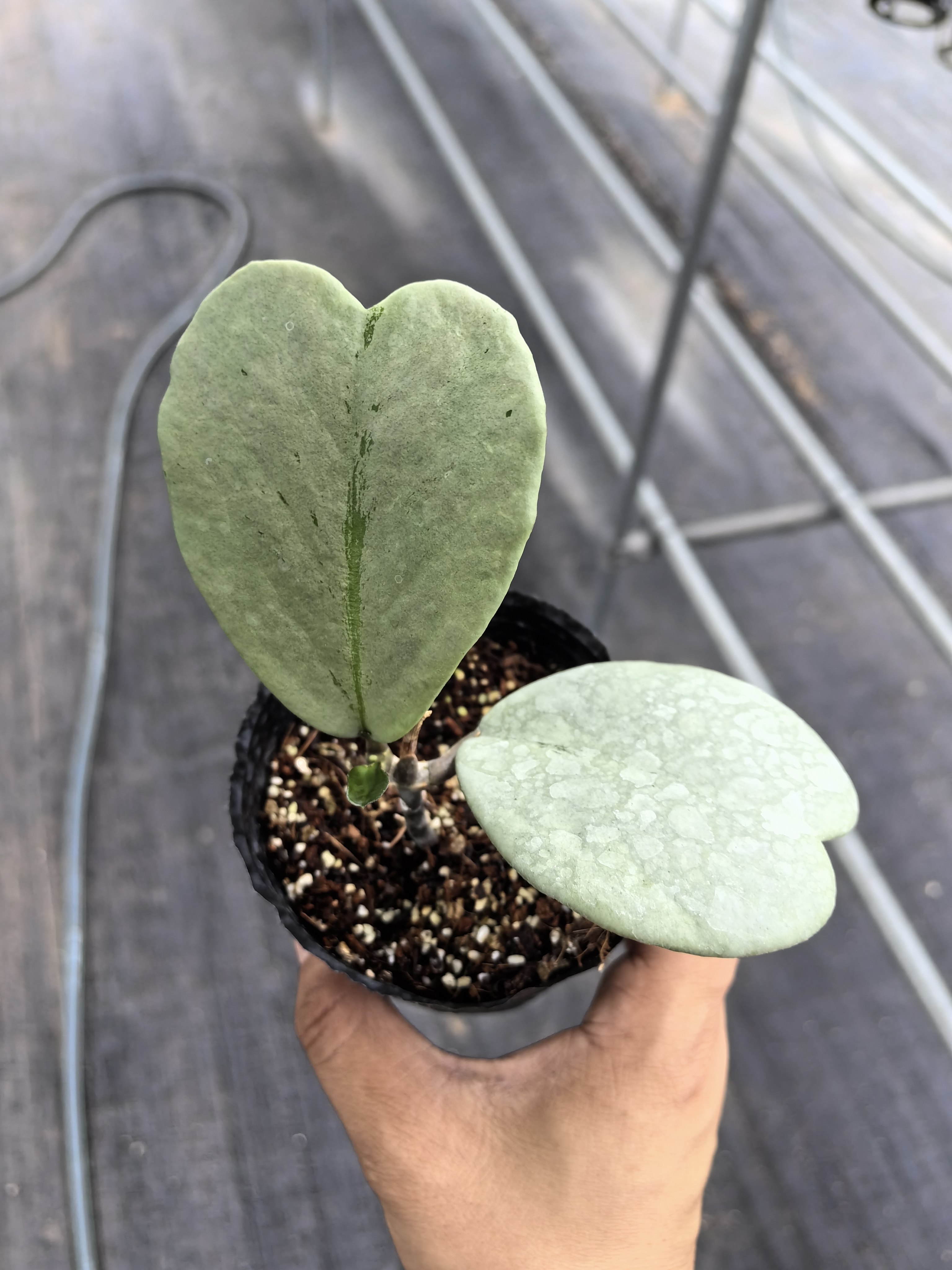 全银心叶球兰（Hoya kerrii  albomarginata splash）