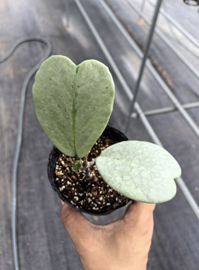 全银心叶球兰（Hoya kerrii  albomarginata splash）