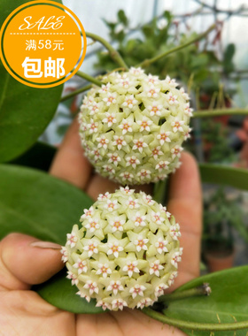 羊脂球兰 浓香极易开花品种 耐寒等级3颗星