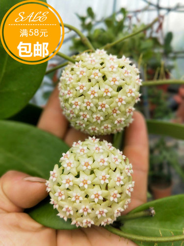 羊脂球兰 浓香极易开花品种 耐寒等级3颗星