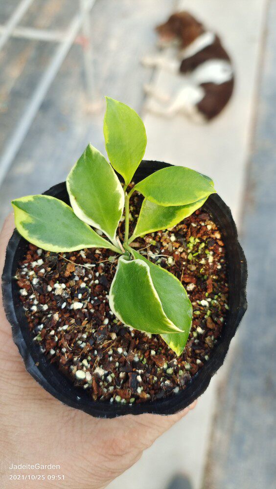 休斯科尔粉花外锦球兰 hoya heuschkeliana albomarginata