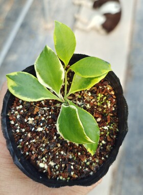 休斯科尔粉花外锦球兰 Hoya heuschkeliana albomarginata