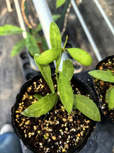 Hoya Sp.25 sulawesi AP1043
