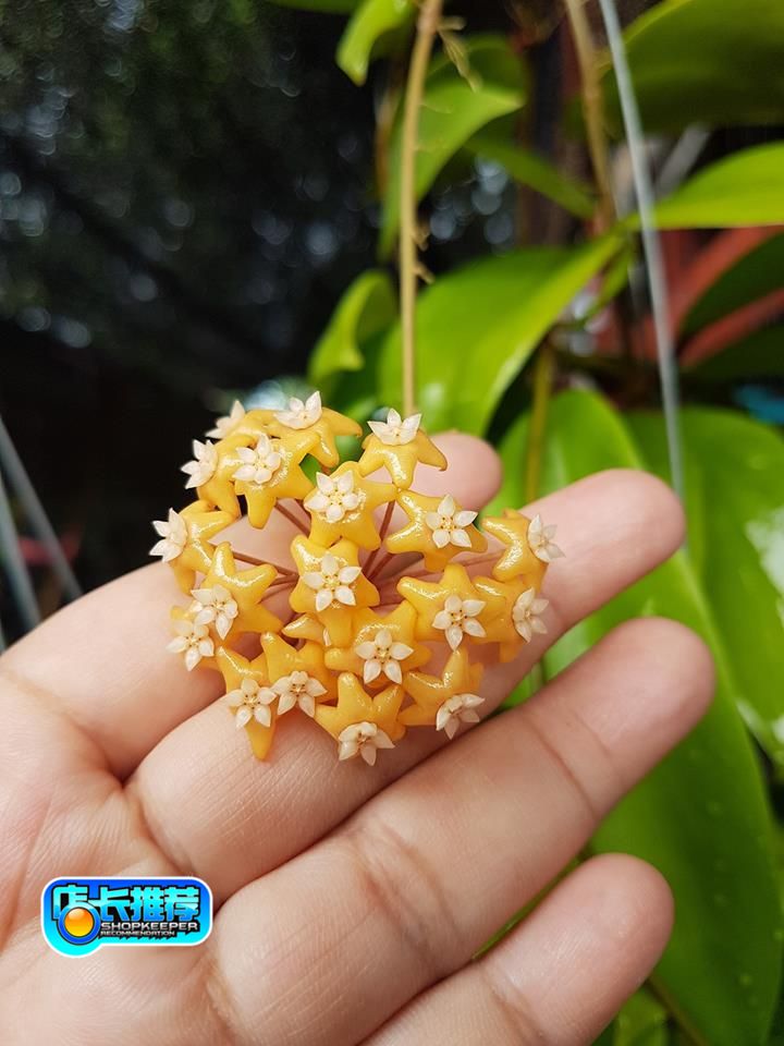 火红黄花球兰小苗包对版到永远Hoya ilagiorum ssp. yellow-封面