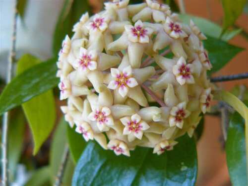 黎檬球兰（Hoya limoniaca）