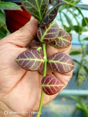 日出球兰hoyasunrise冬季更变红